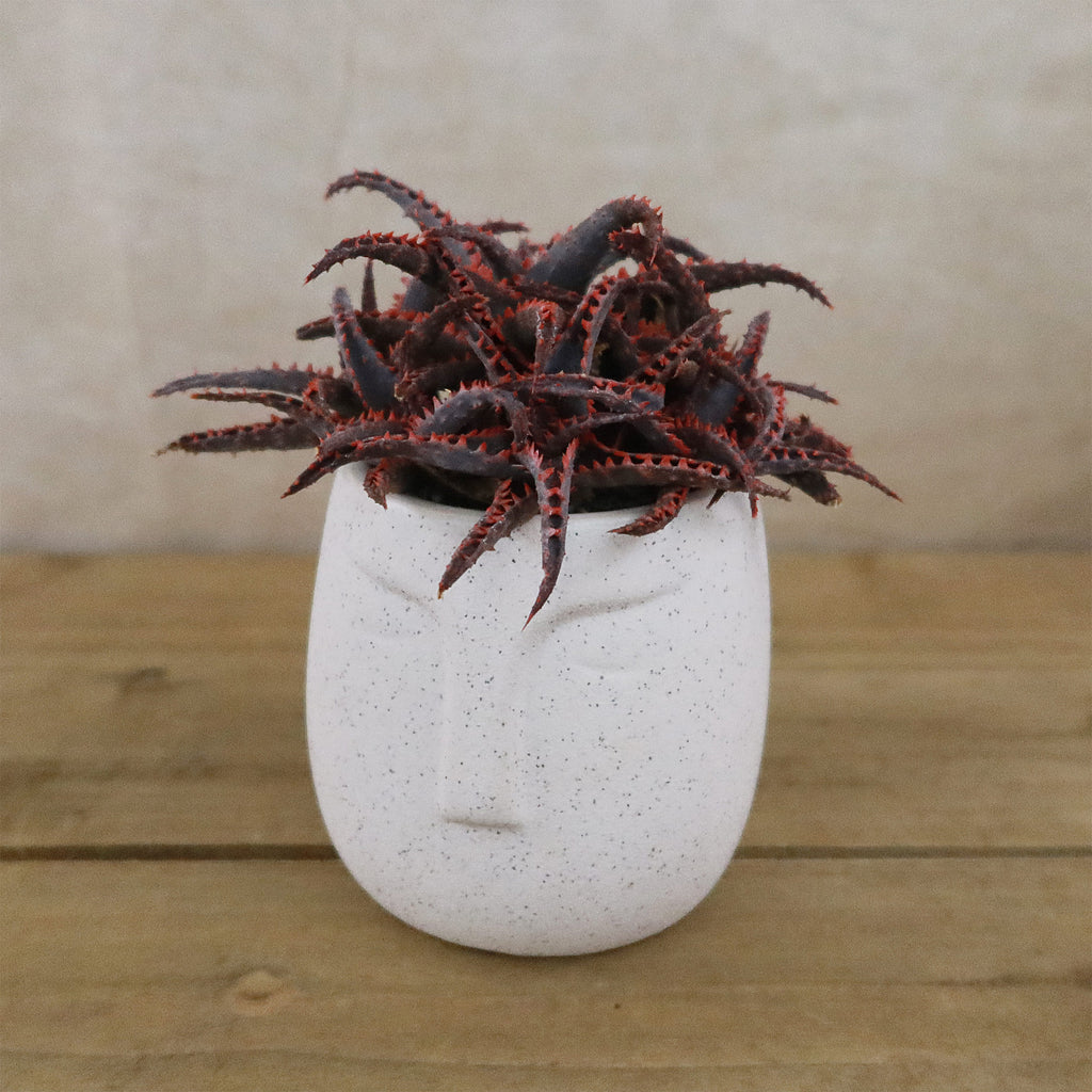 Gift Ceramic Abstract Moai Face w/ Cactus or Succulent