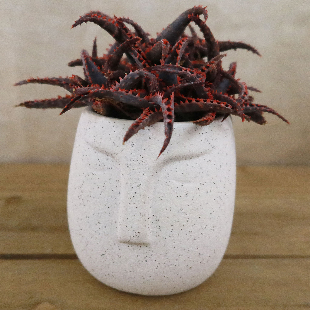 Gift Ceramic Abstract Moai Face w/ Cactus or Succulent