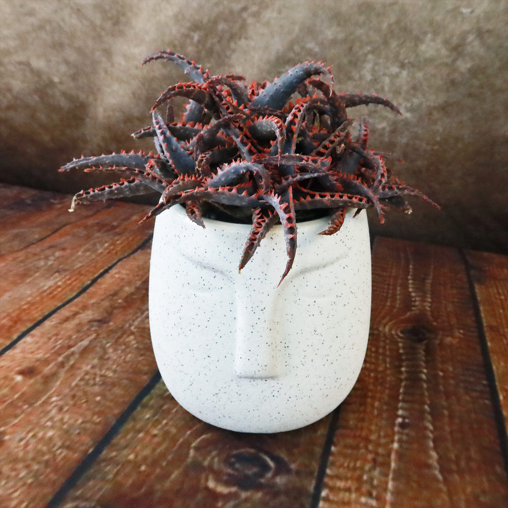 Gift Ceramic Abstract Moai Face w/ Cactus or Succulent