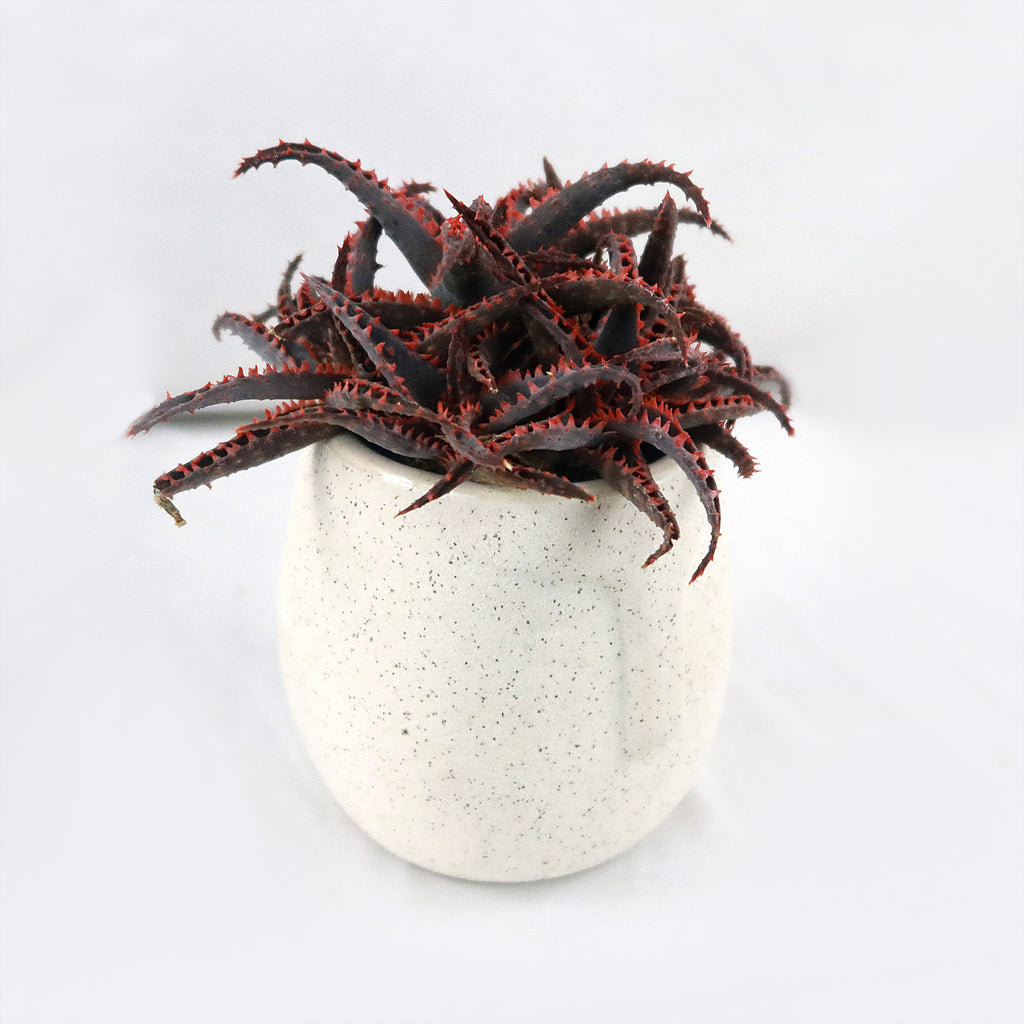 Gift Ceramic Abstract Moai Face w/ Cactus or Succulent