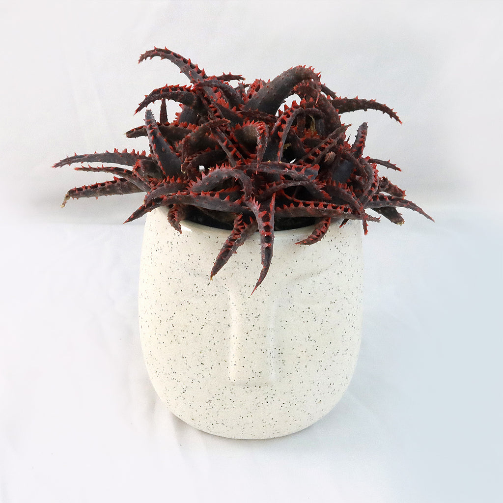 Gift Ceramic Abstract Moai Face w/ Cactus or Succulent