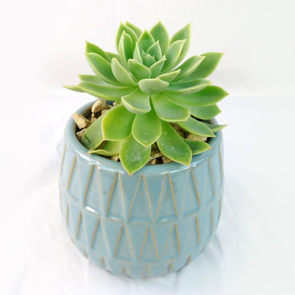 Gift Triangular Print Reactive Glazed Pot w/ Cactus or Succulent