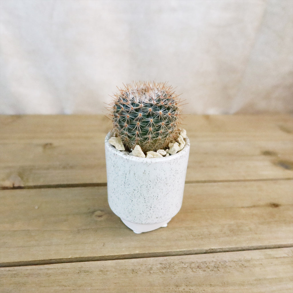 Gift Unique Cylinder Ceramic Pot w/ Cactus or Succulent