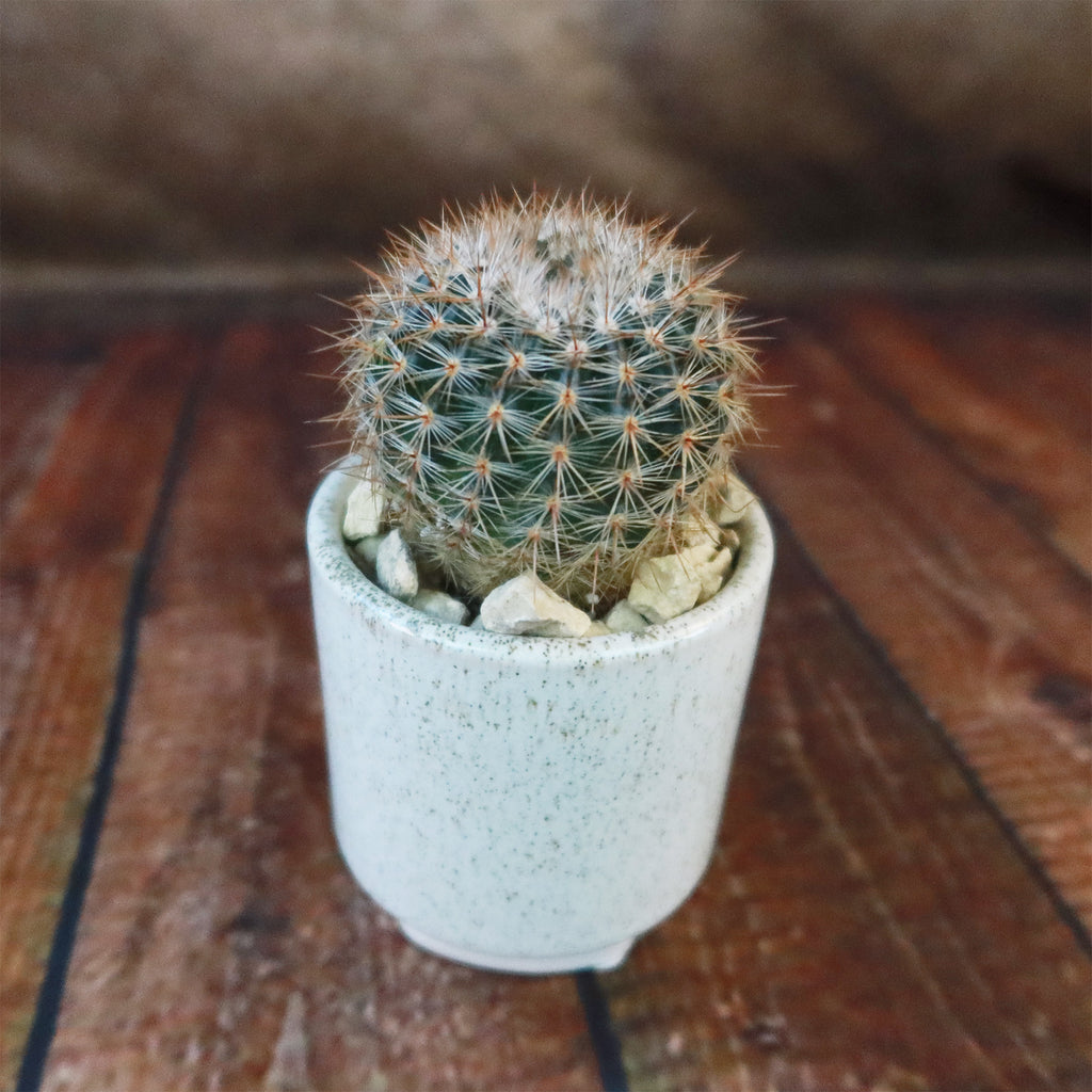Gift Unique Cylinder Ceramic Pot w/ Cactus or Succulent