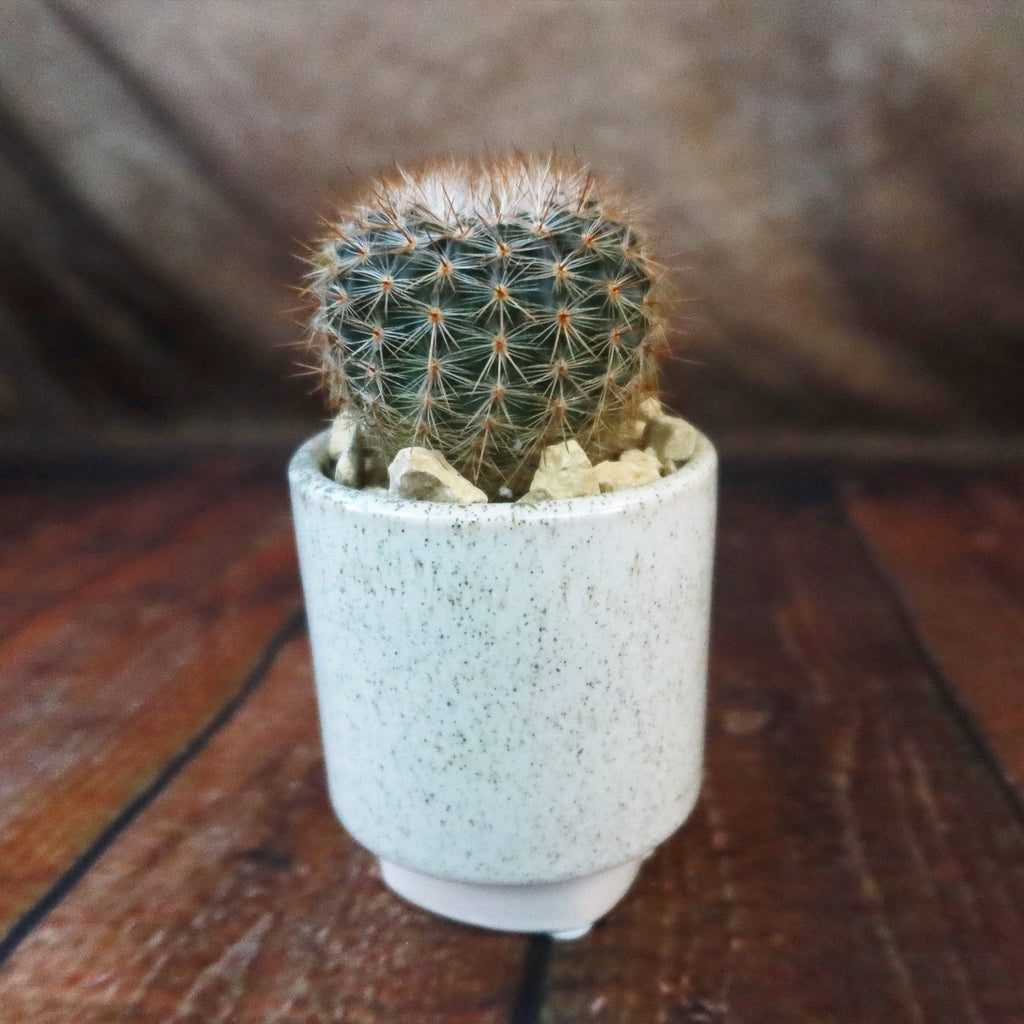 Gift Unique Cylinder Ceramic Pot w/ Cactus or Succulent
