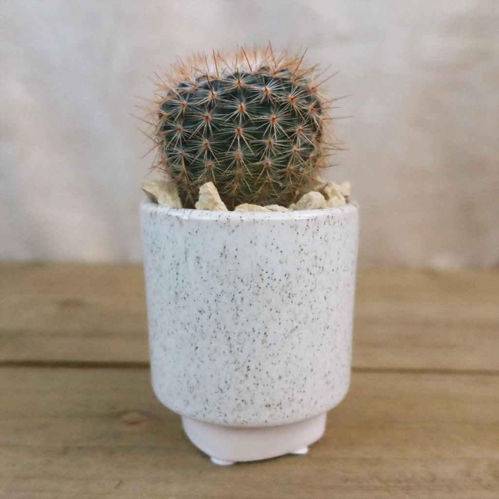 Gift Unique Cylinder Ceramic Pot w/ Cactus or Succulent