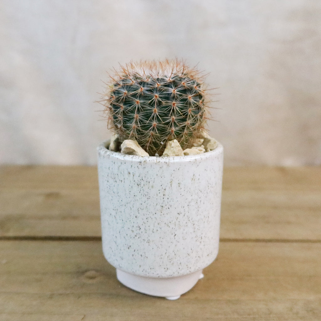 Gift Unique Cylinder Ceramic Pot w/ Cactus or Succulent