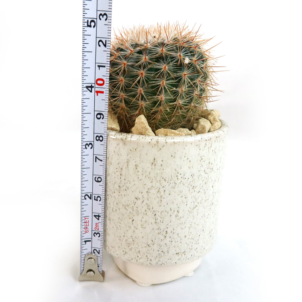 Gift Unique Cylinder Ceramic Pot w/ Cactus or Succulent