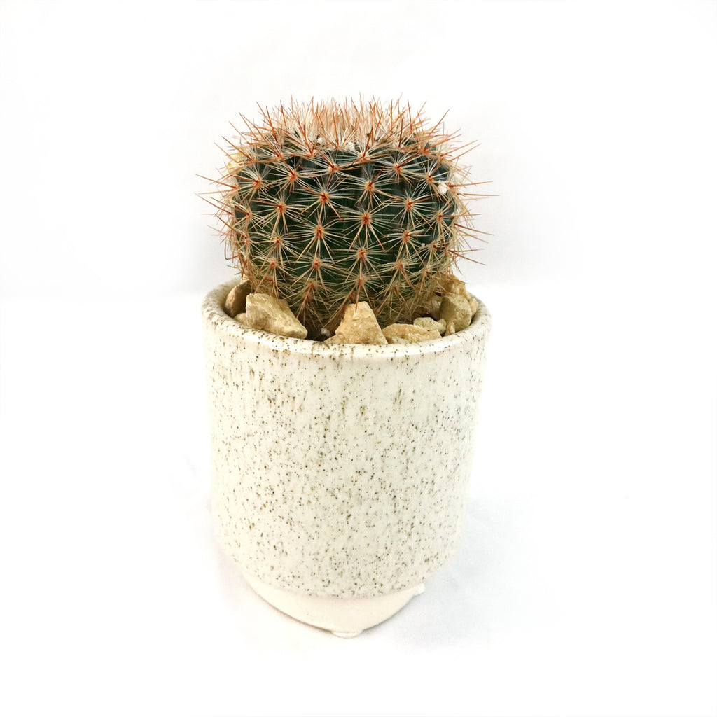 Gift Unique Cylinder Ceramic Pot w/ Cactus or Succulent