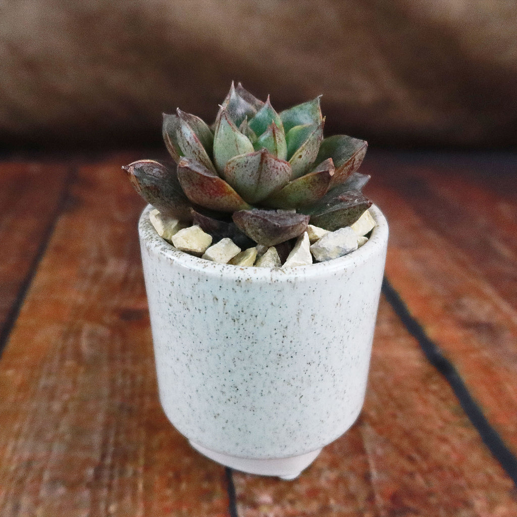 Gift Unique Cylinder Ceramic Pot w/ Cactus or Succulent