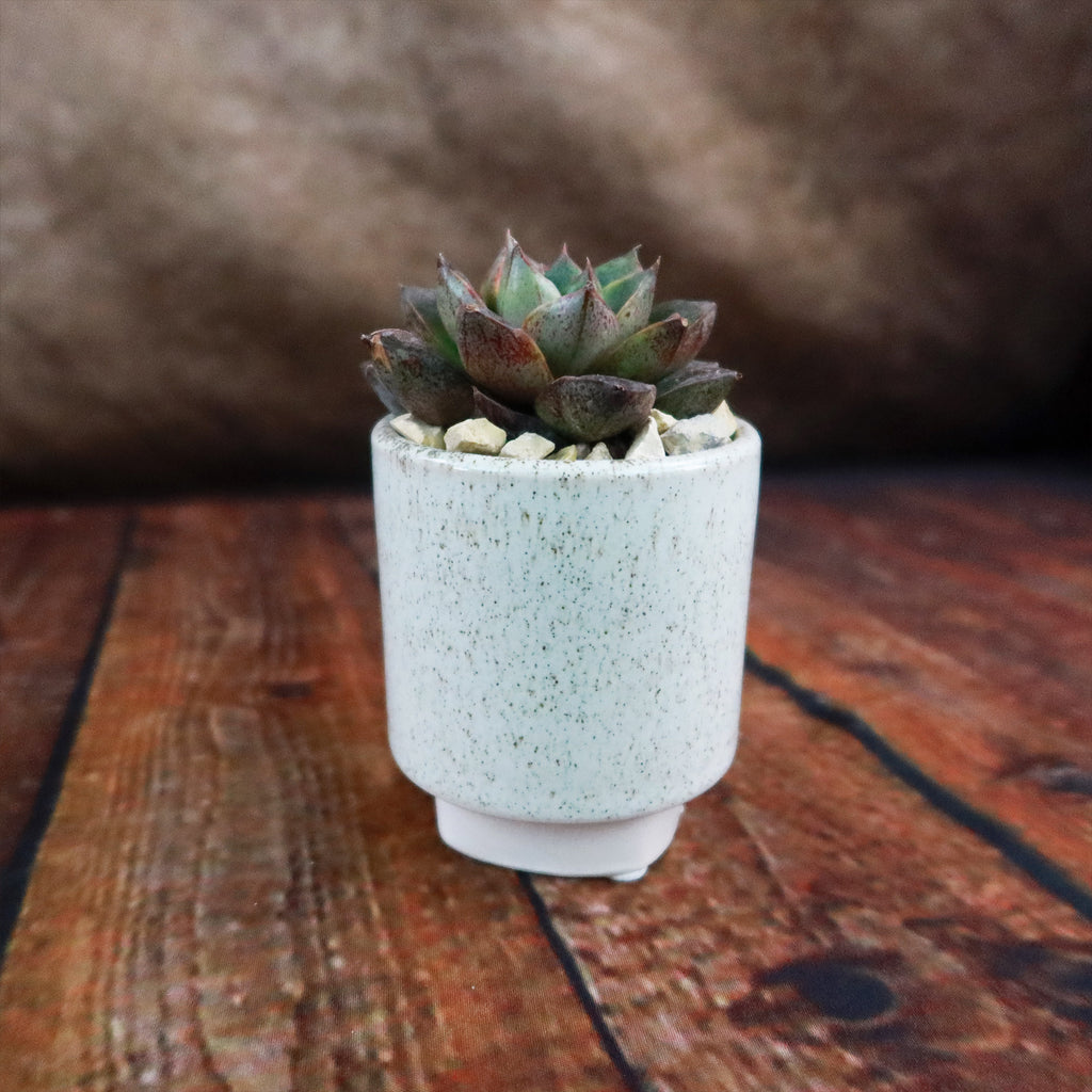 Gift Unique Cylinder Ceramic Pot w/ Cactus or Succulent