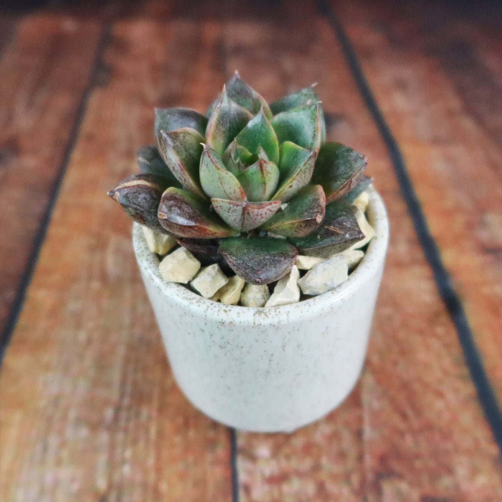 Gift Unique Cylinder Ceramic Pot w/ Cactus or Succulent