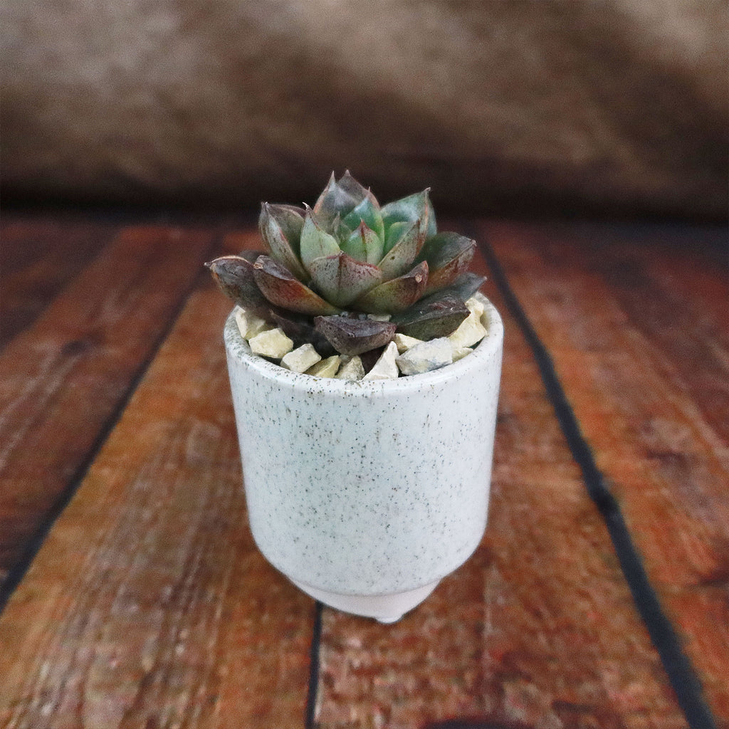 Gift Unique Cylinder Ceramic Pot w/ Cactus or Succulent