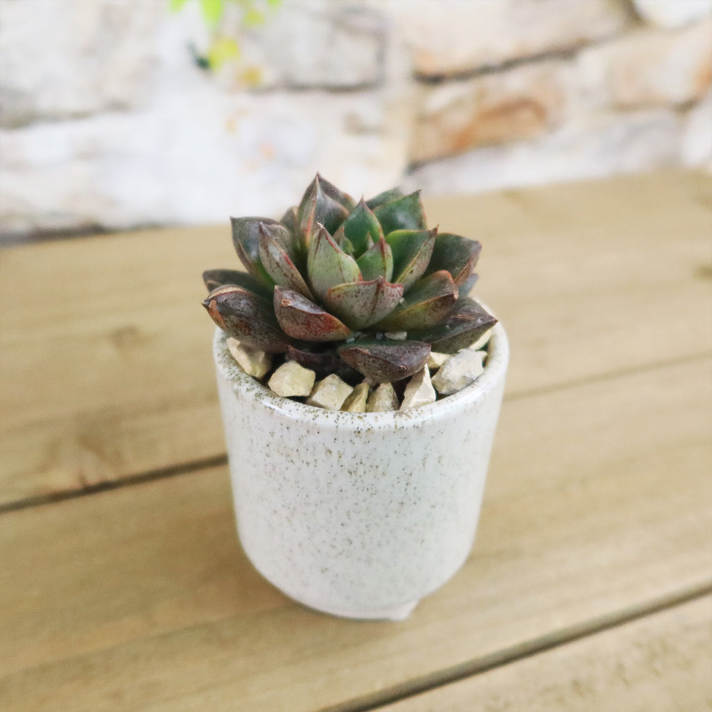 Gift Unique Cylinder Ceramic Pot w/ Cactus or Succulent