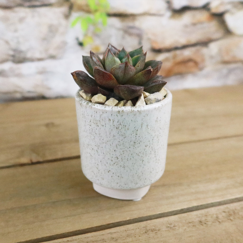 Gift Unique Cylinder Ceramic Pot w/ Cactus or Succulent