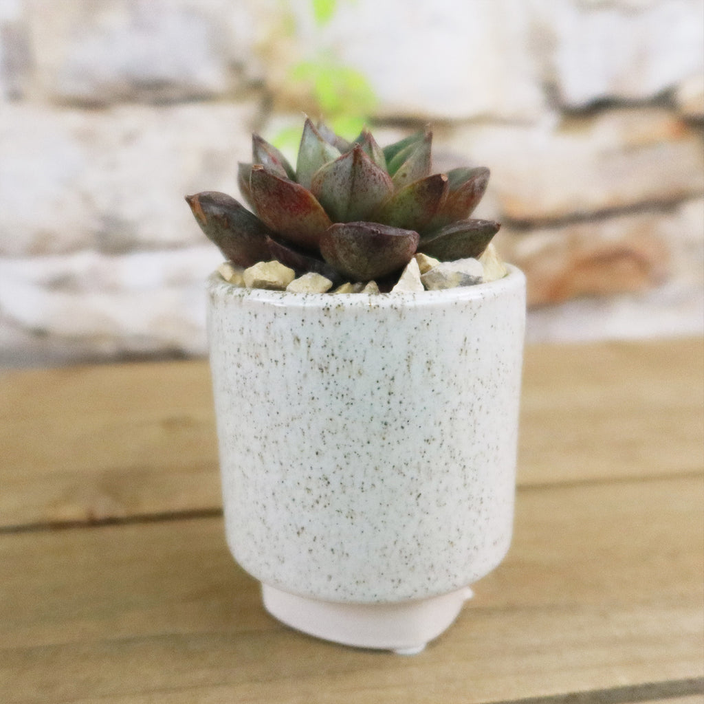 Gift Unique Cylinder Ceramic Pot w/ Cactus or Succulent