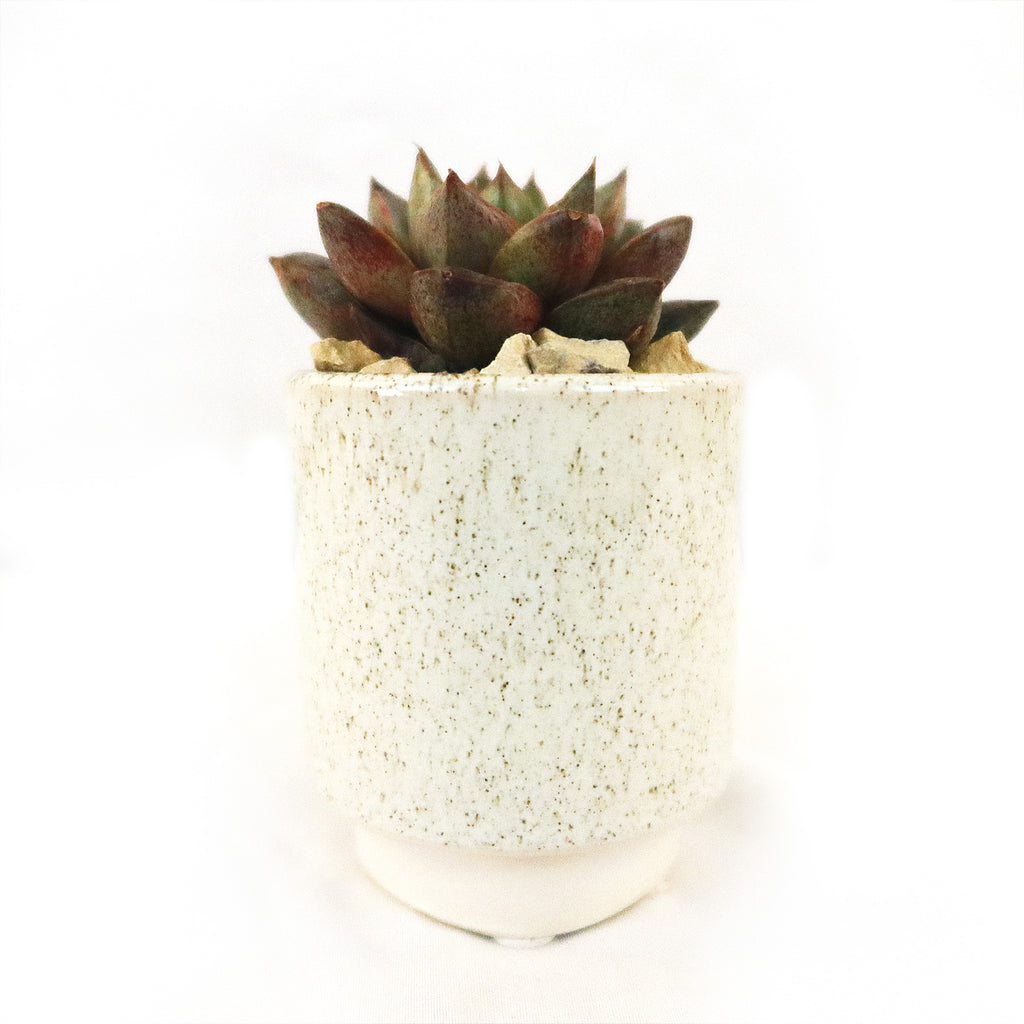 Gift Unique Cylinder Ceramic Pot w/ Cactus or Succulent