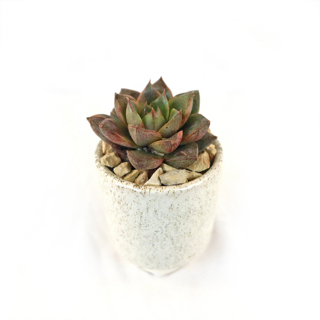 Gift Unique Cylinder Ceramic Pot w/ Cactus or Succulent