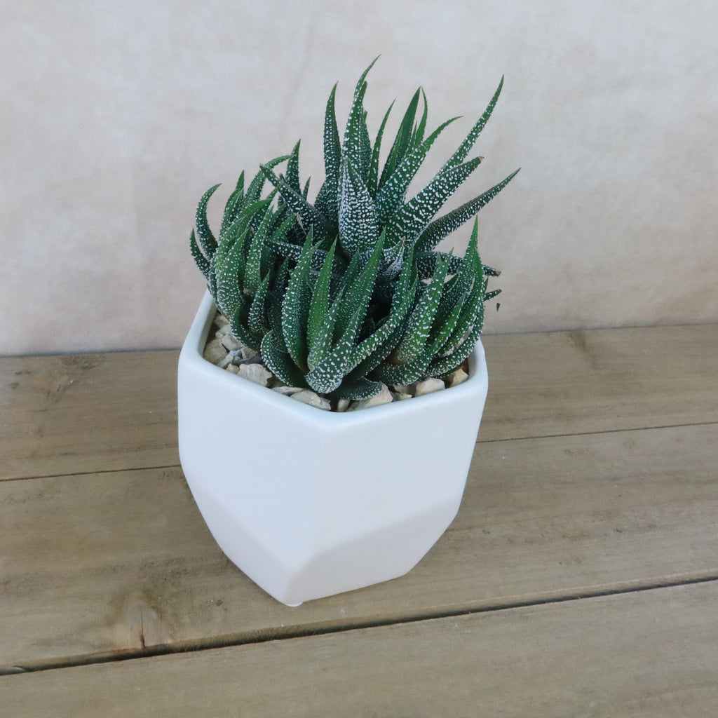 Gift Geometric Matte Pot w/ Cactus or Succulent