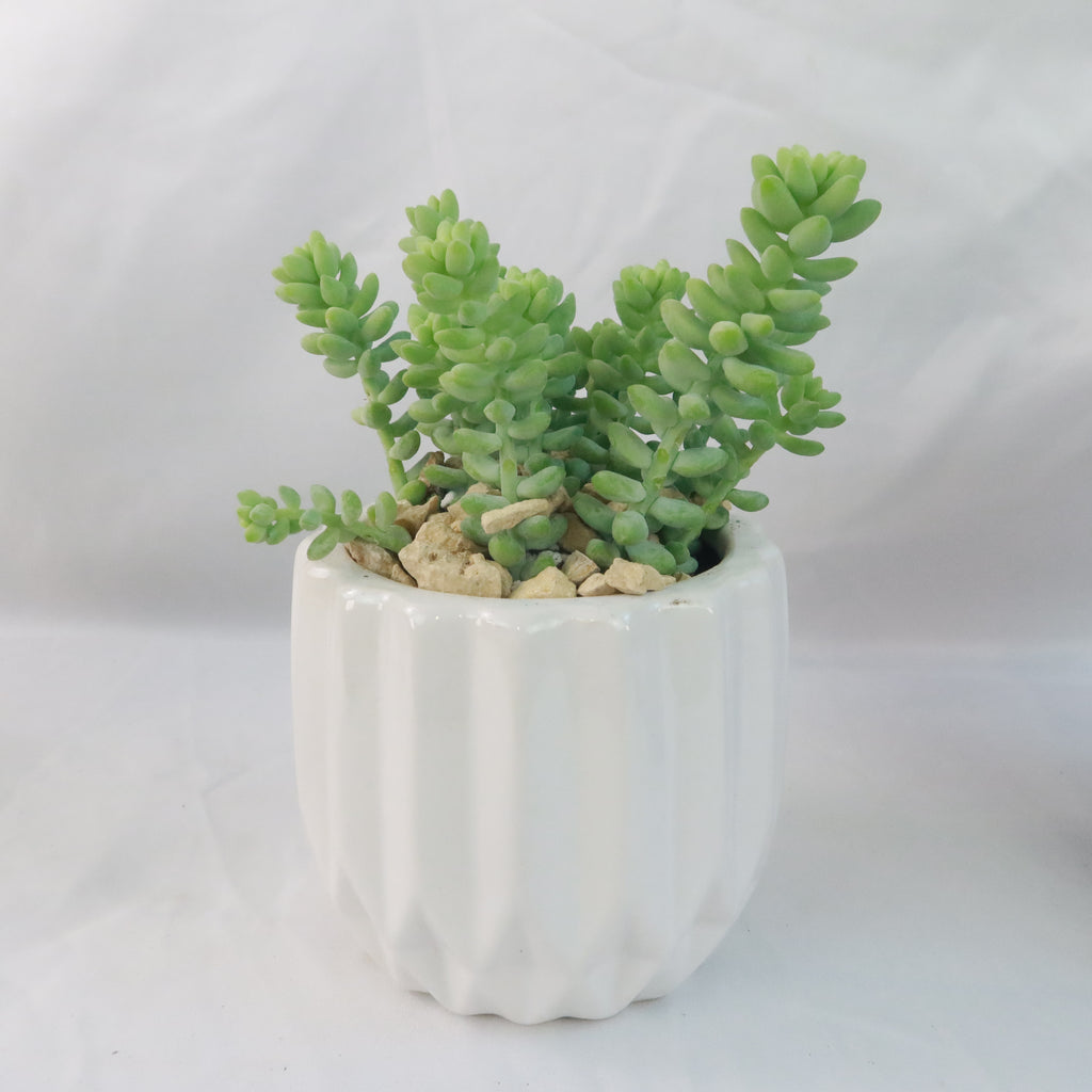 Gift Unique Modern White Pot w/ Cactus or Succulent