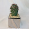 A small green cactus with white spines and a red bud in a silver ceramic cube pot with pebbles, displayed on a plain white background.