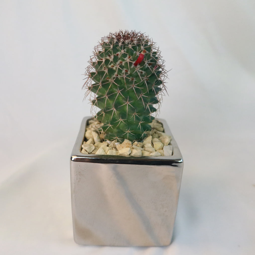 A small green cactus with white spines and a red bud in a silver ceramic cube pot with pebbles, displayed on a plain white background.