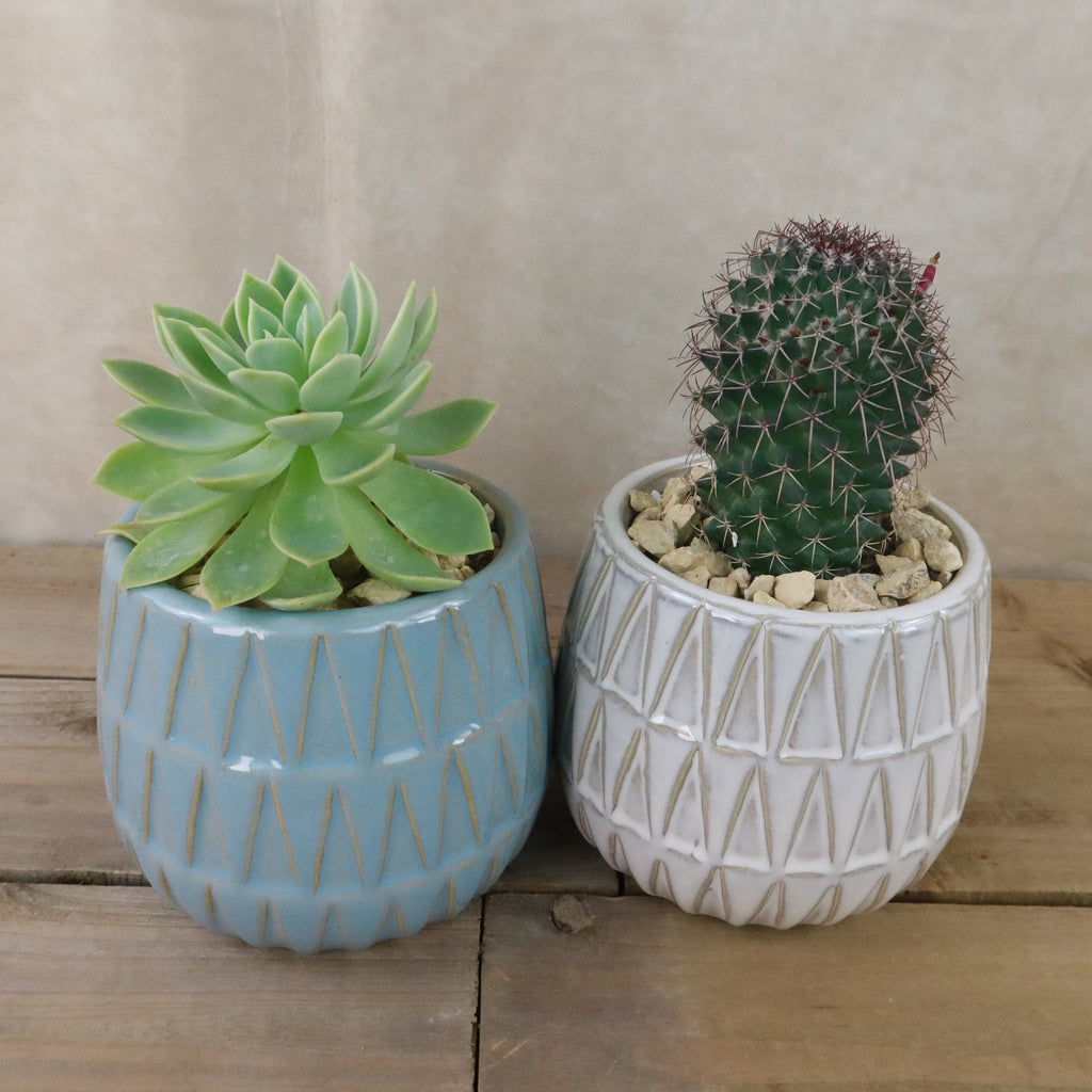 Gift Triangular Print Reactive Glazed Pot w/ Cactus or Succulent
