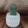 Gift Triangular Print Reactive Glazed Pot w/ Cactus or Succulent