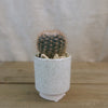 Gift Unique Cylinder Ceramic Pot w/ Cactus or Succulent