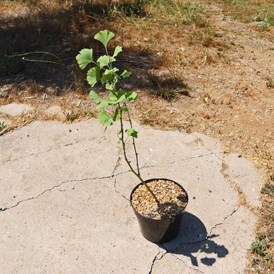 ginkgo indoor plant Quality Ginkgo Biloba Plants | Check Out Online