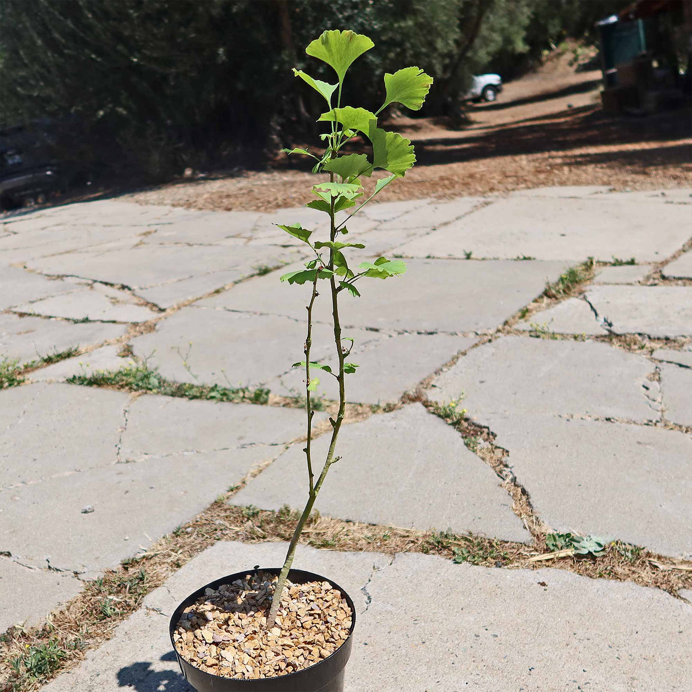 ginkgo indoor plant Ginkgo biloba 2 Gal
