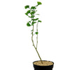 Ginkgo biloba