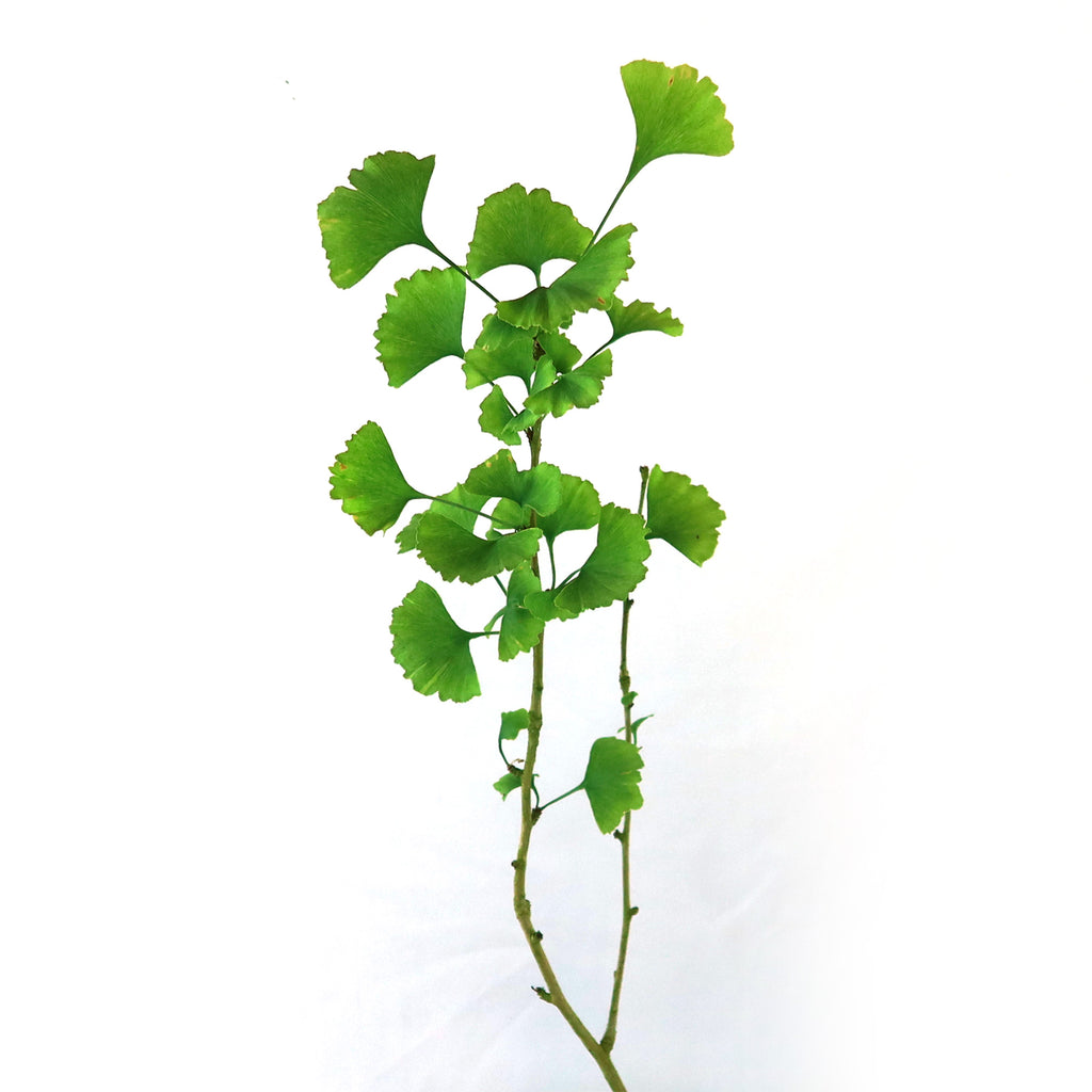 Ginkgo biloba