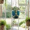 Glacier Ivy Plant – Hedera Helix ‘Glacier Ivy’