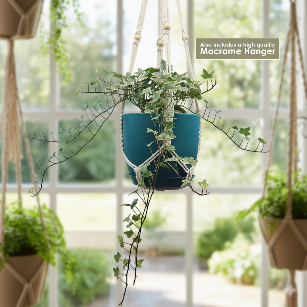 Glacier Ivy Plant – Hedera Helix ‘Glacier Ivy’