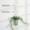 Glacier Ivy Plant – Hedera Helix ‘Glacier Ivy’