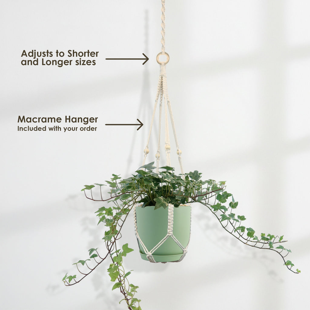 Glacier Ivy Plant – Hedera Helix ‘Glacier Ivy’