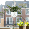 Glacier Ivy Plant – Hedera Helix ‘Glacier Ivy’