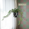 Glacier Ivy Plant – Hedera Helix ‘Glacier Ivy’
