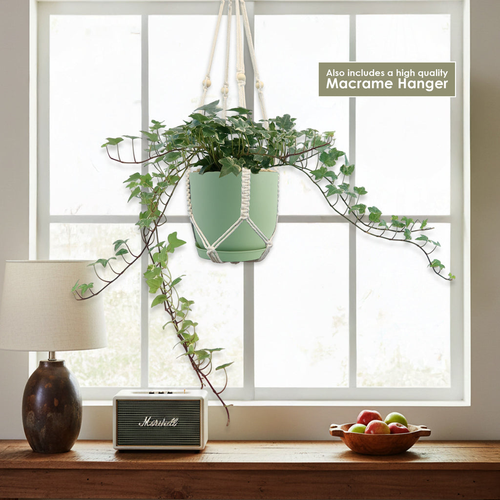 Glacier Ivy Plant – Hedera Helix ‘Glacier Ivy’