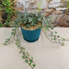 Glacier Ivy Plant – Hedera Helix ‘Glacier Ivy’