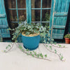 Glacier Ivy Plant – Hedera Helix ‘Glacier Ivy’