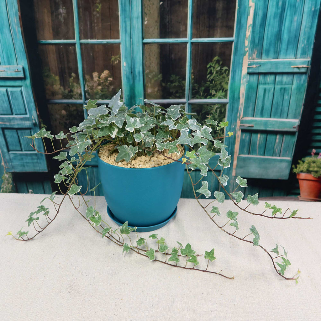 Glacier Ivy Plant – Hedera Helix ‘Glacier Ivy’