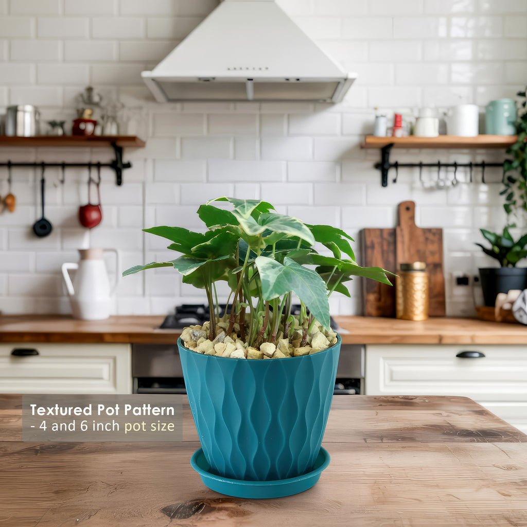 Glacier Ivy Plant – Hedera Helix ‘Glacier Ivy’