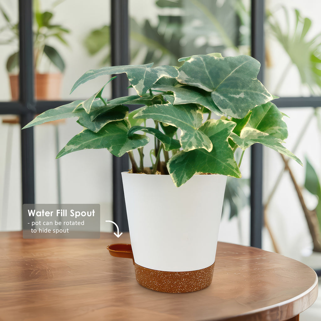 Glacier Ivy Plant – Hedera Helix ‘Glacier Ivy’