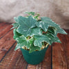 Glacier Ivy Plant – Hedera Helix ‘Glacier Ivy’