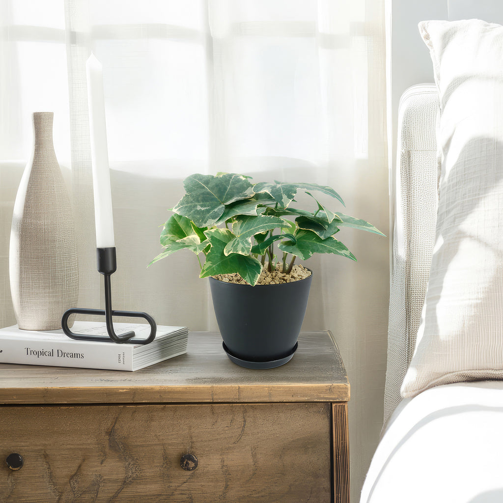 Glacier Ivy Plant – Hedera Helix ‘Glacier Ivy’