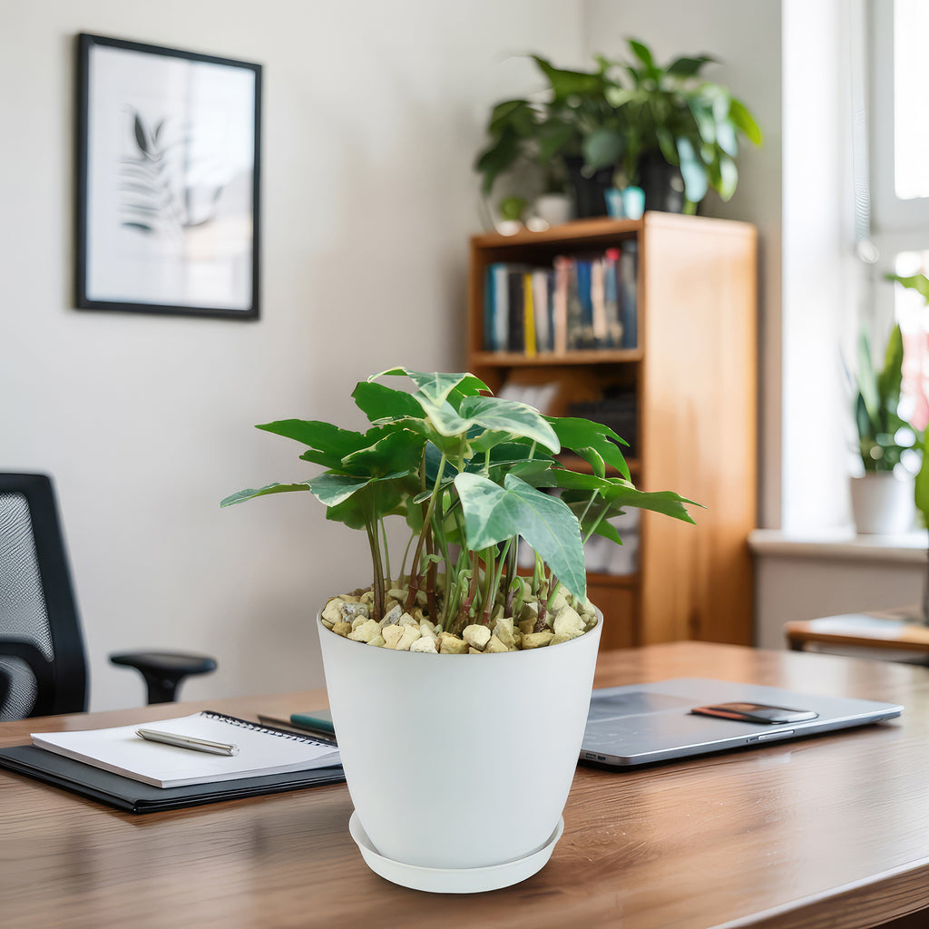 Glacier Ivy Plant – Hedera Helix ‘Glacier Ivy’