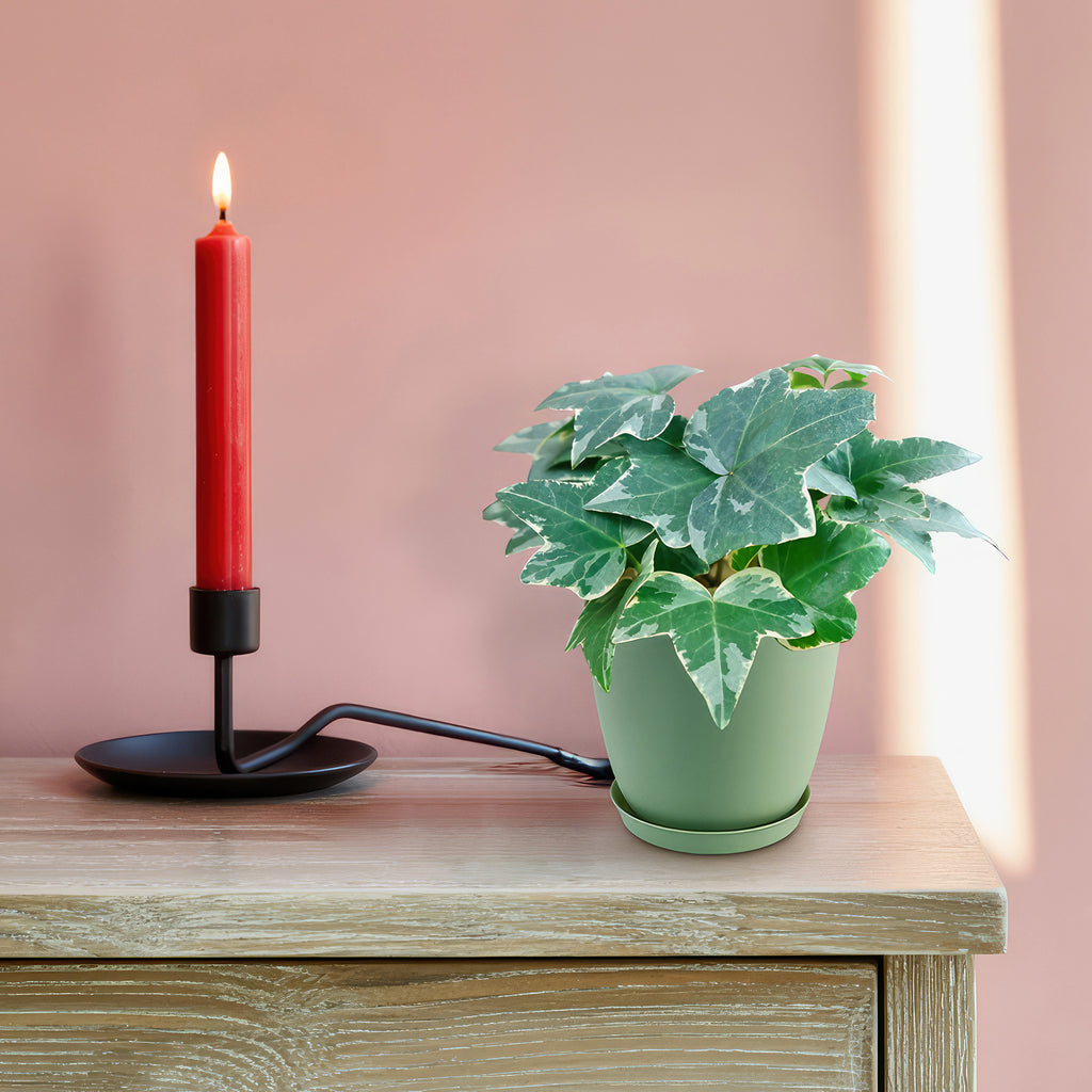 Glacier Ivy Plant – Hedera Helix ‘Glacier Ivy’