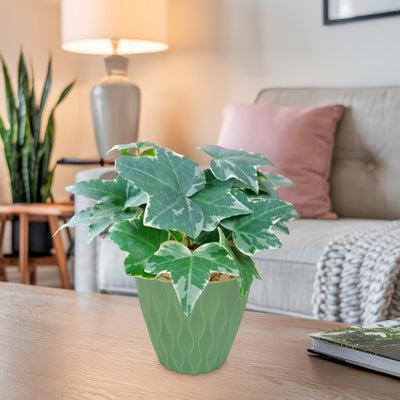 Shop 'Glacier Ivy Plant - Hedera Helix Glacier' Care & Growing